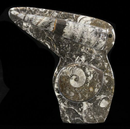 Fossil Goniatite & Orthoceras Sculpture - #38382